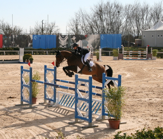 Caroline Gustafsson Showjumper